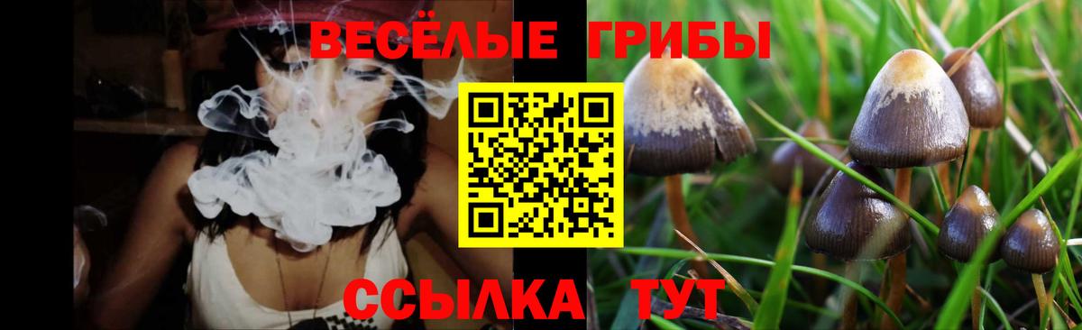 Псилоцибиновые грибы Cubensis Петрозаводск
